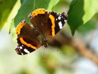 Atalanta (Vanessa atalanta)