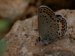 Doulu Esmergz (Plebejus carmon)