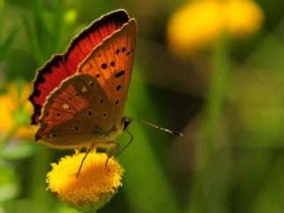 Orman Bakr Gzeli (Lycaena virgaureae)