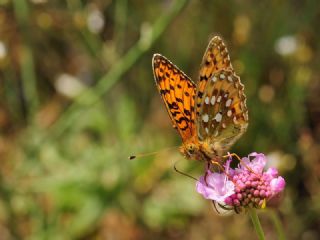 Gzel nci (Argynnis aglaja)