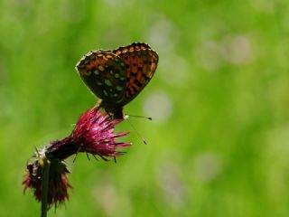 Gzel nci (Argynnis aglaja)