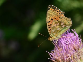 Gzel nci (Argynnis aglaja)