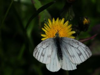 Yalanc Beyazmelek (Pieris pseudorapae)