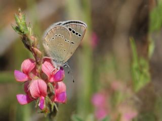 Anadolu Karagz Mavisi (Glaucopsyche astraea)