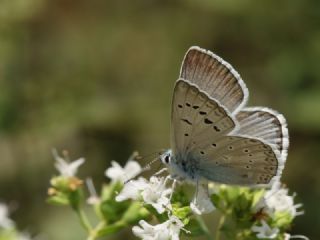 okgzl Edon Mavisi (Polyommatus aedon)