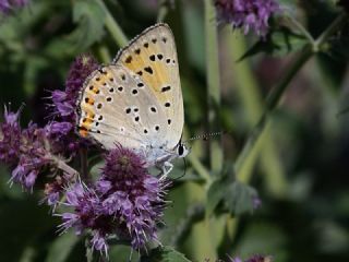 Byk Mor Bakr Gzeli (Lycaena alciphron)