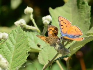 Byk Mor Bakr Gzeli (Lycaena alciphron)