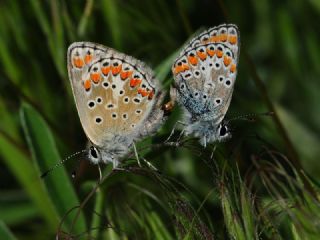 okgzl Esmer (Aricia agestis)