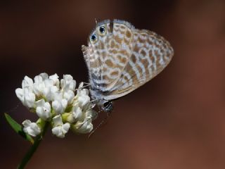 Mavi Zebra (Leptotes pirithous)