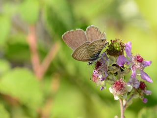 Mavi Zebra (Leptotes pirithous)