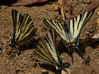 Erik Krlangkuyruk (Iphiclides podalirius)