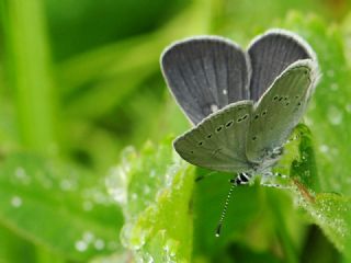 Minik Kupid (Cupido minimus)