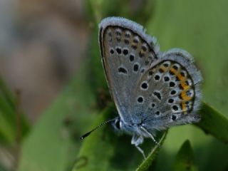 Gm Lekeli Esmergz (Plebejus argus)