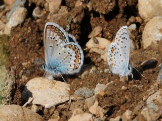 Gm Lekeli Esmergz (Plebejus argus)