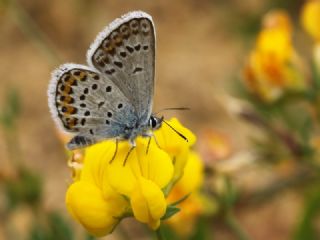 Gm Lekeli Esmergz (Plebejus argus)