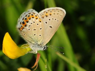 Gm Lekeli Esmergz (Plebejus argus)