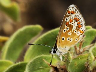 okgzl Esmer (Aricia agestis)