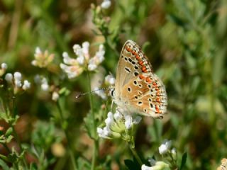 okgzl Esmer (Aricia agestis)