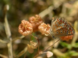 okgzl Esmer (Aricia agestis)