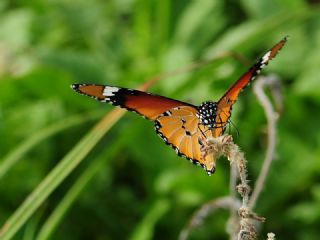 Sultan (Danaus chrysippus)