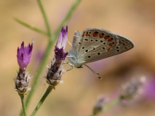 okgzl Mavi (Polyommatus icarus)