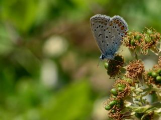 okgzl Mavi (Polyommatus icarus)