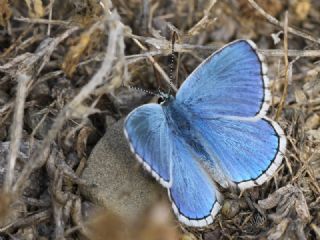 okgzl Gk Mavisi (Polyommatus bellargus)