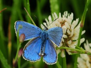 okgzl Gk Mavisi (Polyommatus bellargus)