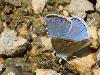 okgzl Turkuvaz Mavisi (Polyommatus dorylas)