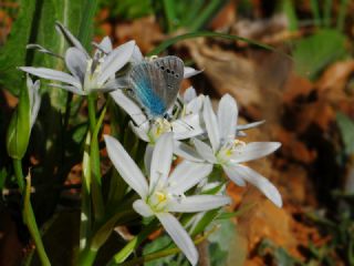 Karagz Mavisi (Glaucopsyche alexis)