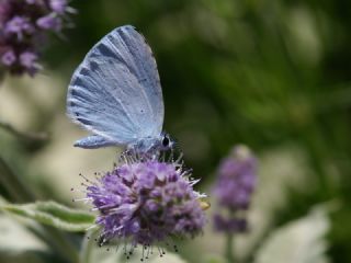 Kutsal Mavi (Celastrina argiolus)