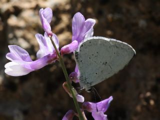 Kutsal Mavi (Celastrina argiolus)