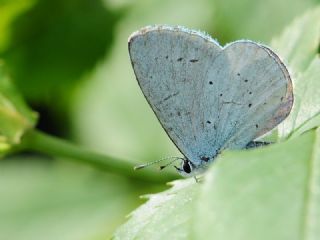 Kutsal Mavi (Celastrina argiolus)