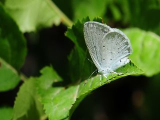 Kutsal Mavi (Celastrina argiolus)