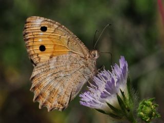 Levantin Yalanccads (Pseudochazara pelopea)