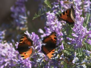 Aglais (Aglais urticae)