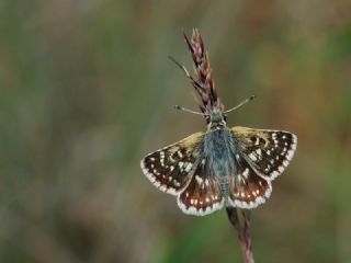 Kzl Zpzp (Spialia orbifer)