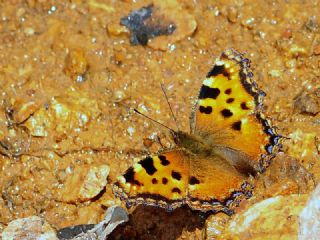 Karaaa Nimfalisi (Inachis polychloros)