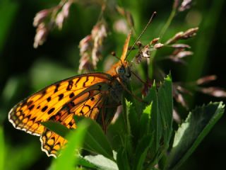 Niyobe (Fabriciana niobe)