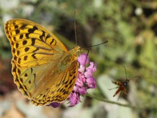 Bahadr (Argynnis pandora)