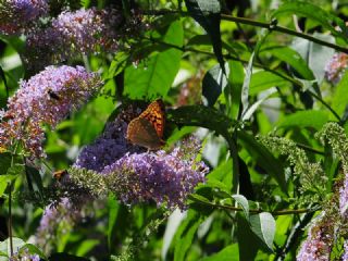 Bahadr (Argynnis pandora)