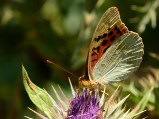 Bahadr (Argynnis pandora)