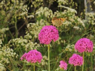 Bahadr (Argynnis pandora)