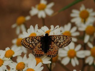 Nazuum (Euphydryas aurinia)