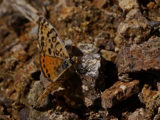 Benekli parhan (Melitaea didyma)