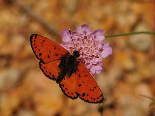 Benekli parhan (Melitaea didyma)