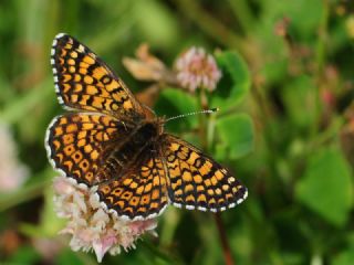 parhan (Melitaea cinxia)