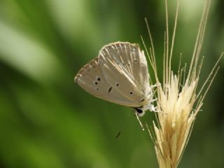 okgzl Anadolu Beyaz (Polyommatus menalcas)