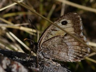 Seyit (Arethusana arethusa)