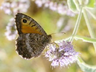 Seyit (Arethusana arethusa)